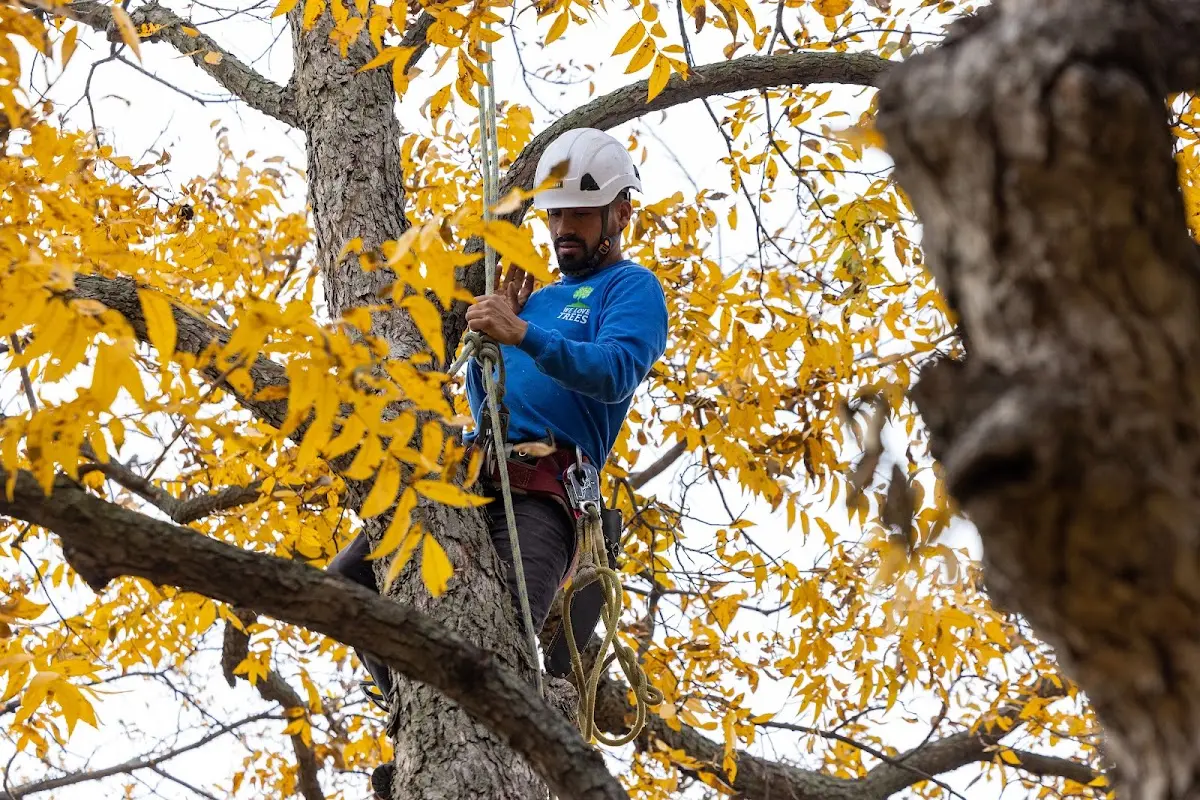 Skilled Emergency Tree Service crew working in Keithsburg